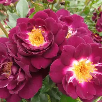 Rosa Wekwibypur - purpuriu - alb - trandafiri miniatur - pitici